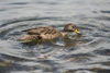 South Georgia Island - wild duck- Antarctic region images by C.Breschi