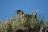 South Georgia Island - South Polar Skua in the grass - Catharacta maccormicki - aka MacCormick's Skua or Antarctic Skua - Antarctic region images by C.Breschi