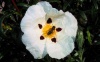 Spain / Espaa - abeja / Extremadura: bee on a flower (photo by Angel Hernandez)