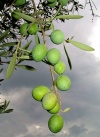 Spain / Espaa - aceitunas / azeitonas / olives (photo by Angel Hernandez)