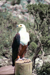 Spain / Espaa - Benalmdena  (provincia de Malaga - Costa de Sol): African Fishing Eagle Monte Calamorro / Aguila pesquera africana - photo by D.Jackson