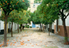 Spain / Espaa - Sevilla: Orange way - photo by M.Torres