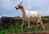 Galle, Southern Province, Sri Lanka: goat with filled ubber - southen wall - Old Town - UNESCO World Heritage Site - photo by M.Torres