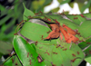 Peradeniya, Kandy, Central province, Sri Lanka: weaver ants - these arboreal eusocial insects use larval silk to build their nest on a tree - Oecophylla smaragdina - Royal Botanical Gardens of Peradeniya - photo by M.Torres