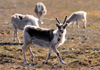 Svalbard - Spitsbergen island: young reindeer keeps a lookout while grazing. It is shedding its winter coat. Svalbard reindeer (R. tarandus platyrhynchus) are now acknowledged as a subspecies and the smallest reindeer - photo by R.Eime