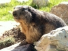 Switzerland - Rochers de Naye: Alpine Marmot - marmotte - Marmota marmota - animal - mamal - rodent, family Sciuridae (photo by Christian Roux)