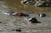 Africa - Tanzania - Hippopotamus in Serengeti National Park - photo by A.Ferrari