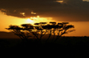 Africa - Tanzania - Sunset over Serengeti National Park - photo by A.Ferrari