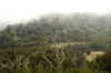 35 Tanzania - Kilimanjaro NP: Marangu Route - day 1 - just below the clouds at Maundi Crater - photo by A.Ferrari