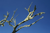 38 Tanzania - Kilimanjaro NP: Marangu Route - day 2 - a branch covered with lichen, in the moorlands - photo by A.Ferrari