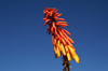 42 Tanzania - Kilimanjaro NP: Marangu Route - day 2 - flower - Red-hot poker, in the moorlands - photo by A.Ferrari