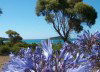 Tomahawk island - Noth Eastern Tasmania (photo by Fiona Hoskin)