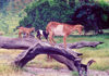 East Timor - Timor Leste: agile goats (photo by Mrio Tom)