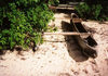 Tonga - Atata island: outrigger boat for ocean travel - photo by G.Frysinger