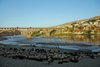 Hasankeyf / Heskif, Batman Province, Southeastern Anatolia, Turkey: sheep and the new Tigris bridge - deck arch bridge - concrete span - civil engineering- photo by W.Allgwer