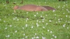 Uganda - Jinja province: hippos on the Nile - river vegetation (photo by Jordan Banks)