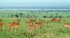 Uganda - Impala on the banks of the Nile (photo by Jordan Banks)