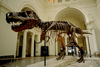 Chicago, Illinois, USA: Tyrannosaurus Rex skeleton of Sue is on display inside the Field Museum of Natural History - one of the largest land carnivores of all time - photo by C.Lovell