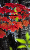 Michigan, USA: tree leaves - fall colors in deciduous forest - photo by C.Lovell