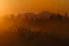 Yellowstone National Park, Wyoming, USA: sunrise through lodge pole pine trees - photo by C.Lovell