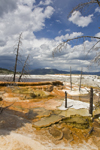 Yellowstone National Park, Wyoming, USA: Mammoth Hot Spring Terraces are a wonderful example of volcanic thermal features - cold ground water is warmed by heat radiating from the magma chamber before rising back to the surface - photo by C.Lovell