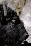 Yellowstone National Park, Wyoming, USA: Buffalo - head close up - photo by C.Lovell