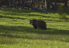 Yellowstone National Park, Wyoming, USA: a young Grizzly Bear - Ursus arctos horribills - photo by C.Lovell