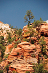 Zion National Park, Utah, USA: small trees try to grow on the eroded Navajo Sandstone formations - Zion-Mt. Carmel Highway - photo by M.Torres