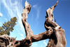 USA - Sunset Crater National Forest (Arizona): dead tree - Photo by G.Friedman