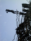 32 Vanuatu Land diver at point of jump - Ngol - Pentecost Land Diving. Pentecost Island / ile Pentecte (photo by B.Cain)