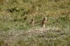 131 Venezuela - Apure - Los Llanos - a couple of howls - photo by A. Ferrari