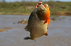 149 Venezuela - Apure - Los Llanos - fishing piranhas - fish - fauna - photo by A. Ferrari