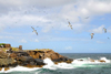 Los Testigos islands, Venezuela: Brown Boobies flying above one of Testigos islands - Sula leucogaster - photo by E.Petitalot