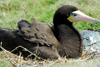 Los Testigos islands, Venezuela: Brown Booby female on the nest - Sula leucogaster - photo by E.Petitalot