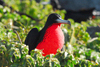 Los Testigos islands, Venezuela: male Frigatebird red gular pouch inflated during the breeding season - Fregata magnificens, aka Man O'War - photo by E.Petitalot