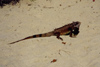 US Virgin Islands - Saint Thomas: Lindbergh bay - iguana at the Best Western Carib beach resort (photo by Miguel Torres)