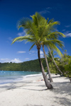 US Virgin Islands - St. Thomas - Magens Bay: beach - white sand and coconut trees (photo by David Smith)