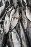 Al Hudaydah / Hodeida, Yemen: Tuna at the fish market - photo by J.Pemberton