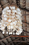 Blowing Point, Anguilla: light fixture made of shells - LA Caf Club - photo by M.Torres