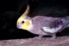 Australia - South Australia: Cockatiel, Nymphicus hollandicus (also known as the Quarrion and the Weero) - small Cockatoo - photo by G.Scheer