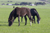 Australia - Fleurieu Peninsula, South Australia: Horses - photo by G.Scheer