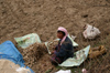 Bhutan - Bumthang valley - woman cleaning potatoes - working in the fields, outside Kurjey Lhakhang - photo by A.Ferrari