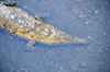 Ro Grande de Trcoles, Puntarenas province, Costa Rica: crocodile seen from above - Crocodylus acutus - photo by M.Torres