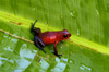 Costa Rica, Tortuguero National Park, Limon: Red tree frog on a banana tree leaf - photo by B.Cain