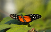 Costa Rica: Tiger Butterfly - Heliconius hecale - Tiger Longwing - photo by B.Cain