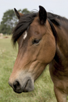 Gotland island - Lojsta moor: Gotland pony - head - photo by C.Schmidt