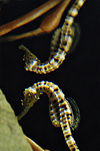 Guam - Tumon: Seahorse, Underwater World Aquarium (photo by B.Cain)