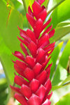 Tegucigalpa, Honduras: flower at Plaza San Martin - Colonia Palmira - photo by M.Torres