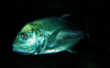 Bigeye trevally - Caranx sexfasciatus, Langkawi, Malaysia. photo by B.Lendrum