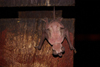 Gunung Mulu National Park, Sarawak, Borneo, Malaysia: Naked bat in Deer Cave - photo by A.Ferrari